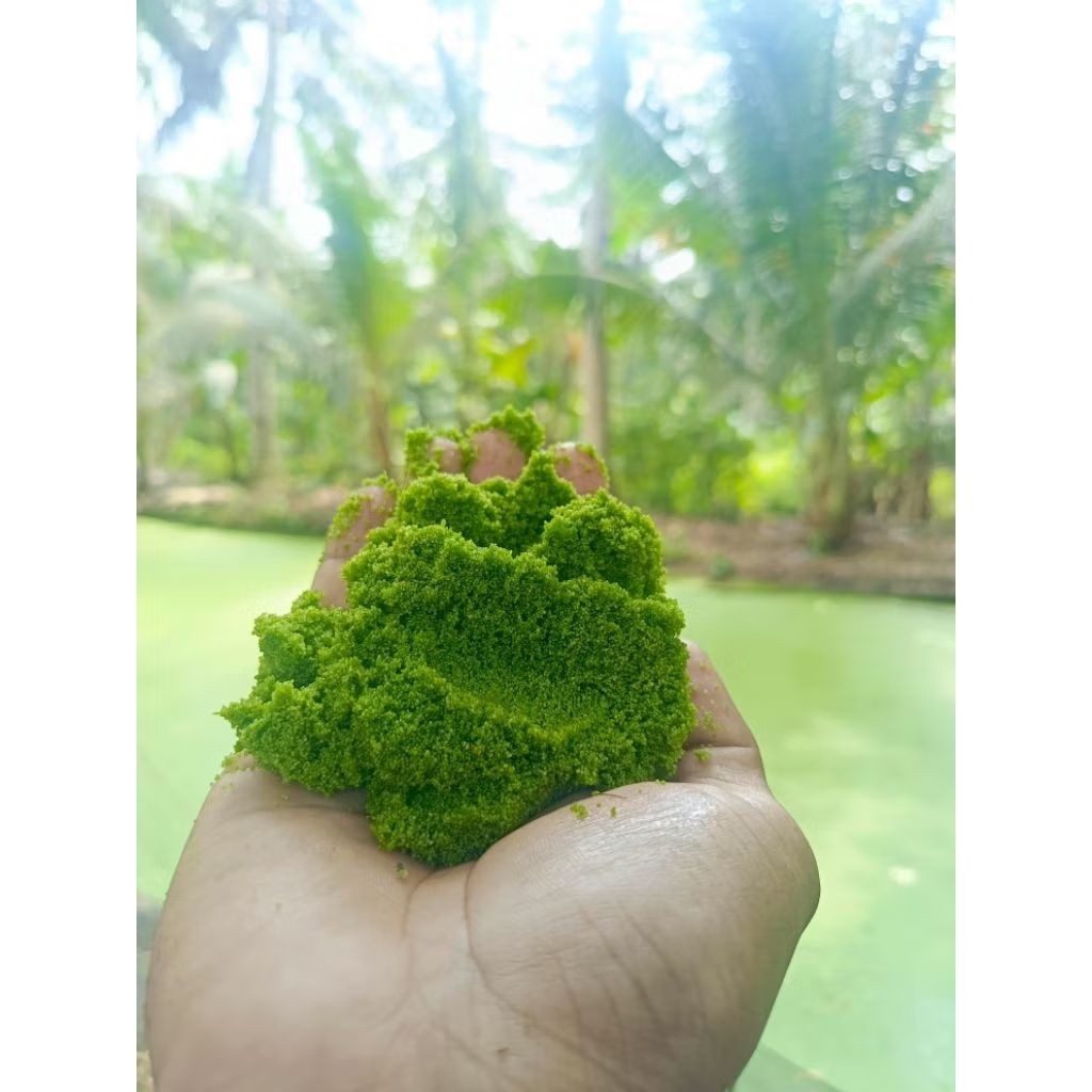 Bibit Indukan Premium Wolffia 1KG+Media Air Siap Tebar