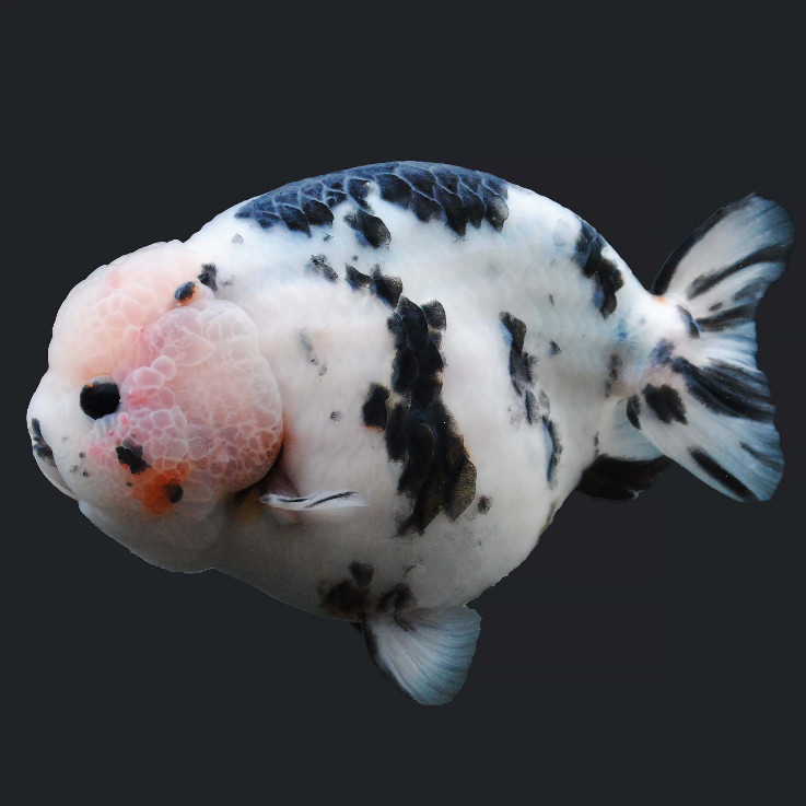 Jual Mini Cow 8-10 cm / Ranchu Sapi / Sapi Air / Ranchu Sapi Calico Grade AAA