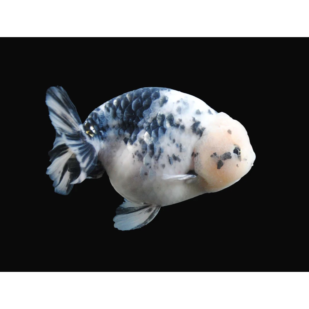 Ikan Mini Cow Ranchu Atau Sapi Air Lucu 4-6 cm  Mas Koki Ranchu Sapi