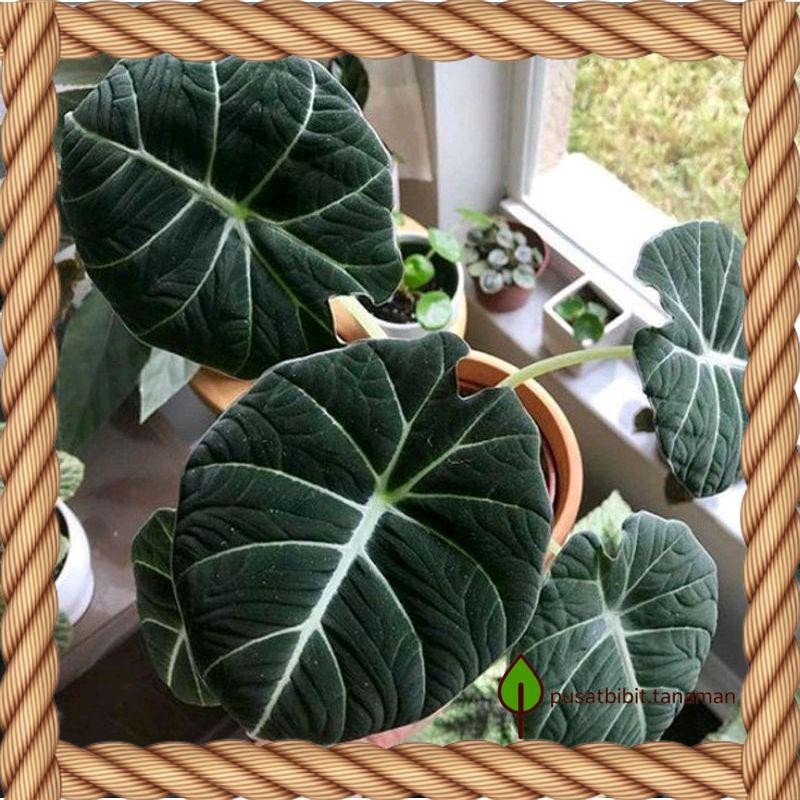 Tanaman hias Alocasia Black Velvet bibit Bonggol