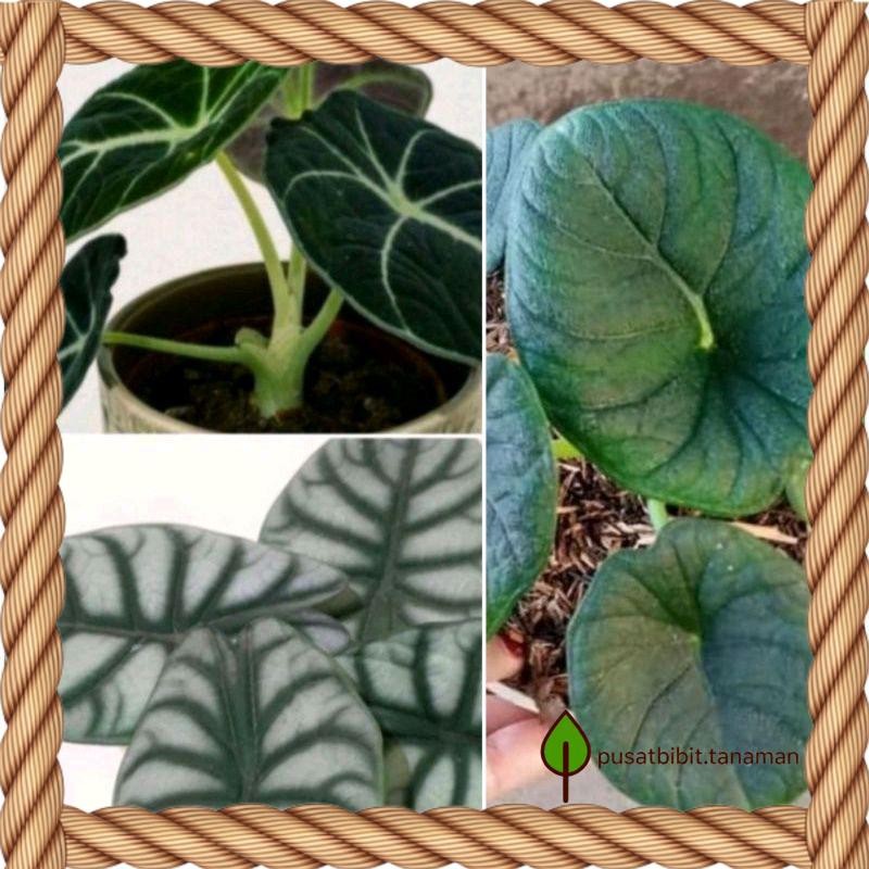 Paket 3 Bonggol Tanaman Hias Alocasia