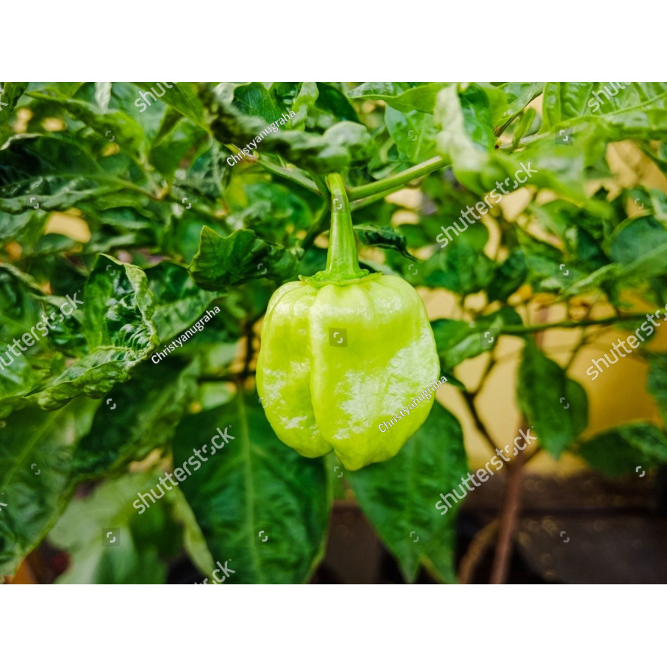 RBS Benih Biji Cabai Katokkon