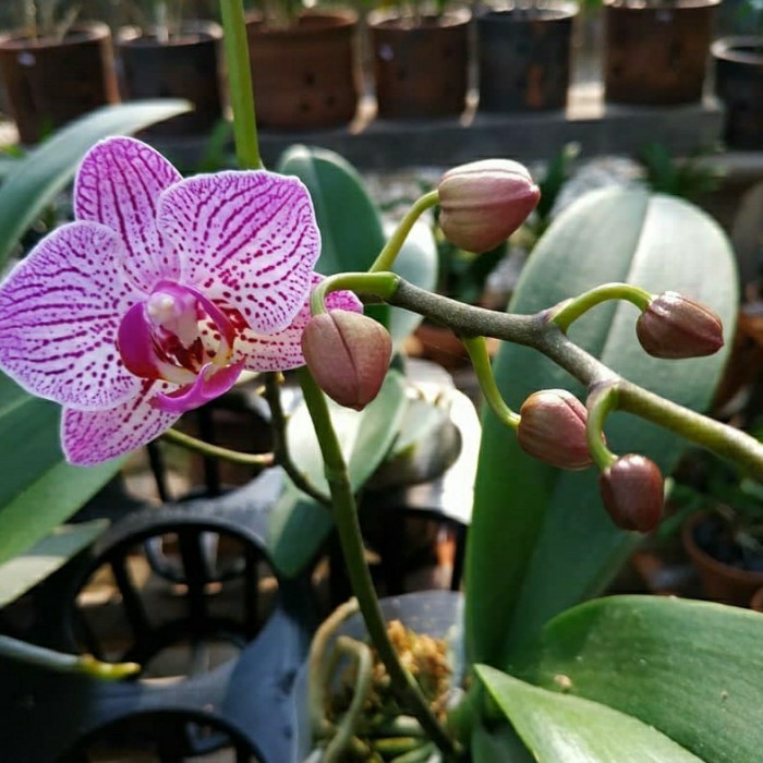 Anggrek Bulan Dewasa Spike Taiwan