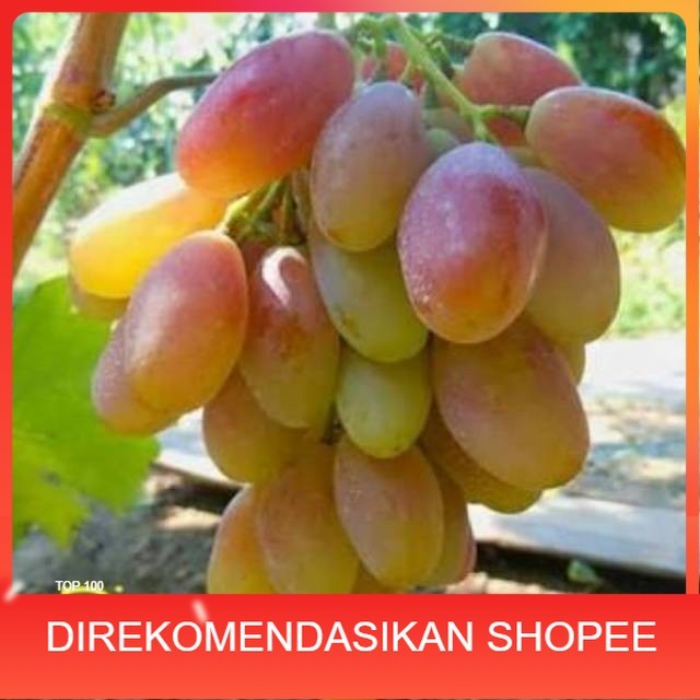 BIBIT ANGGUR IMPORT DIXON (grafting) MURAH BIBIT ANGGUR DIXON IMPORT