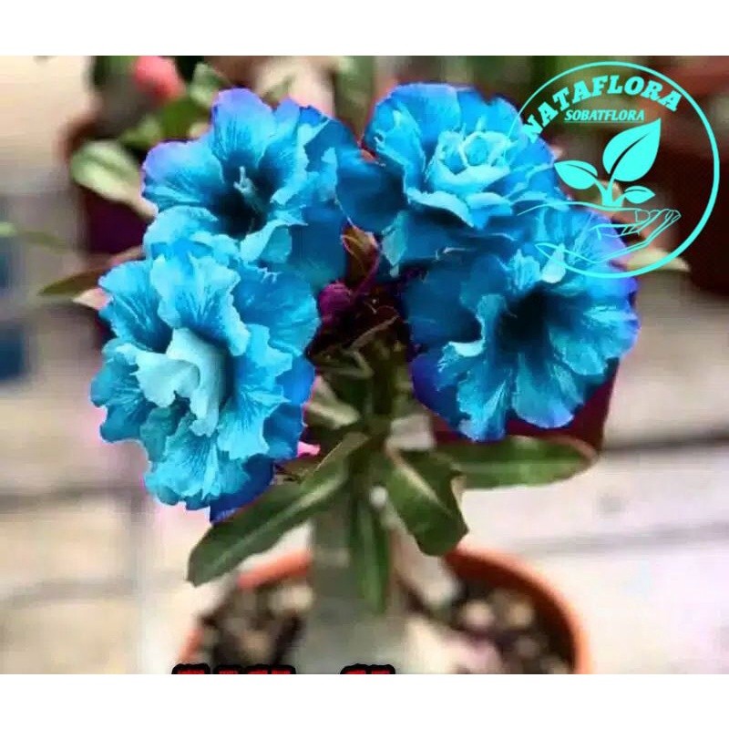 PROMOADENIUM KAMBOJA JEPANG BUNGA TUMPUK//DISERT BLUE-TUMPUK-bunga hias-bunga adenium-pohon adenium-