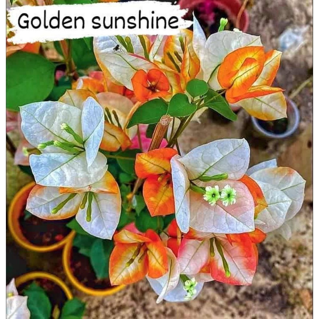 golden sunshine bougenville