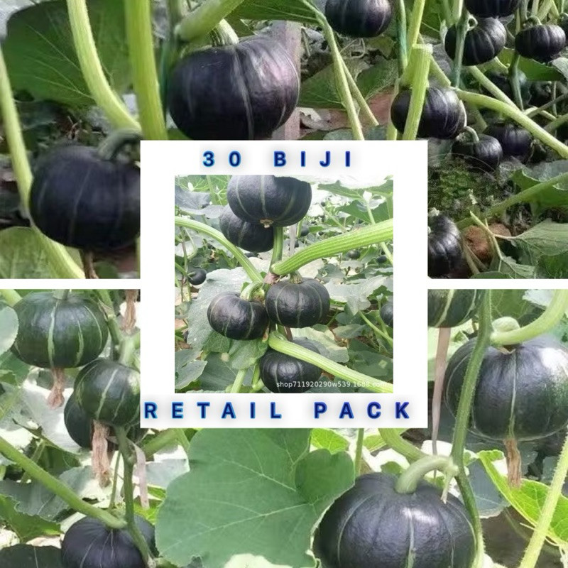 20 biji Labu Jepang Benih sayuran berkualitas tinggi Labu Jepang Bibit Labu Benih Sayuran