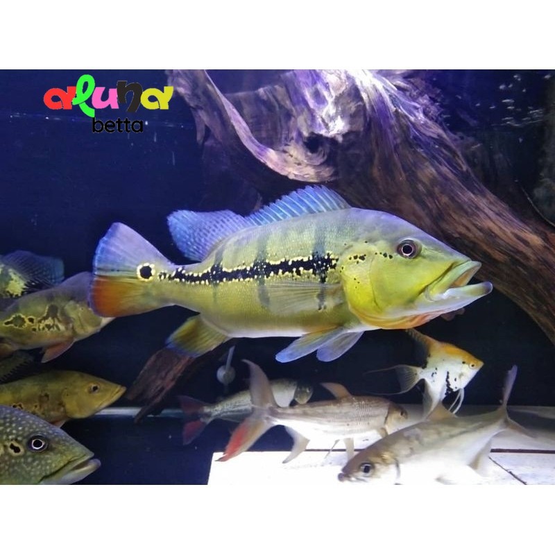 pbass xingu 3-4 cm pibas