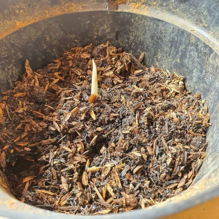 PAKET 3 BONGGOL AGLONEMA SUKSOM JAIPONG,CHARLIE BROWN,RED ANJAMANI