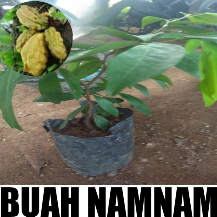 BIBIT BUAH NAMNAM 30CM POHON PUKIH SIAP TANAM