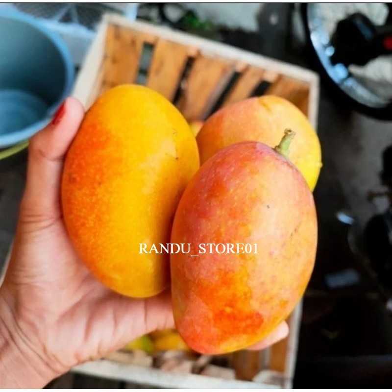 Bibit Mangga Podang, Okulasi, Siap Berbuah