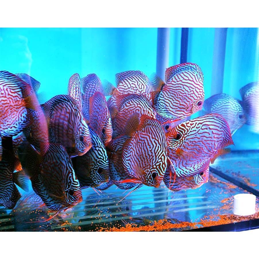 Ikan Discus Blue Turquoise 4 inch | Kualitas Premium