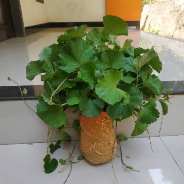 Pegagan Segar | Bibit Tanaman Pegagan Rimbun