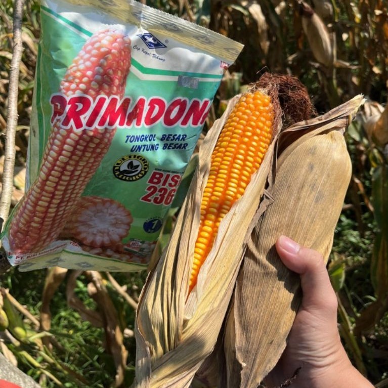 Benih Jagung Bisi 99 236 1kg
