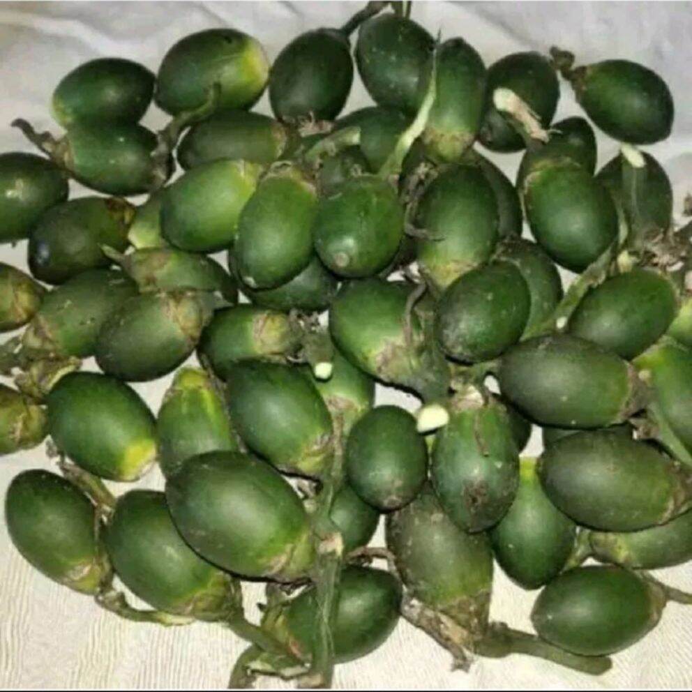 Buah Pinang Segar/Jambe Muda Segar Alami 1 kg /Buah Jambe pinang muda Jambe pinang segar Jambe muda 