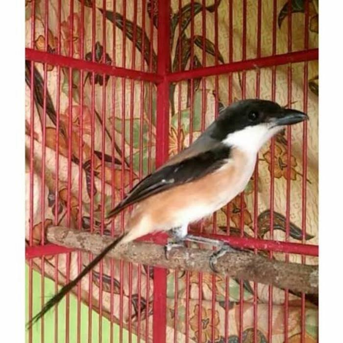 CS burung pentet atau cendet jawa timur bahan pilihan