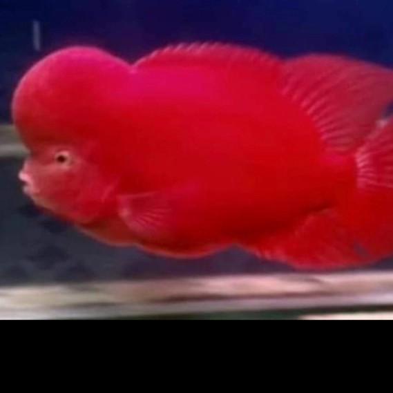 AI  1kan louhan jenis SRM SUPER RED MONKEY ORI THAILAND size 2-4 cm hias singletank