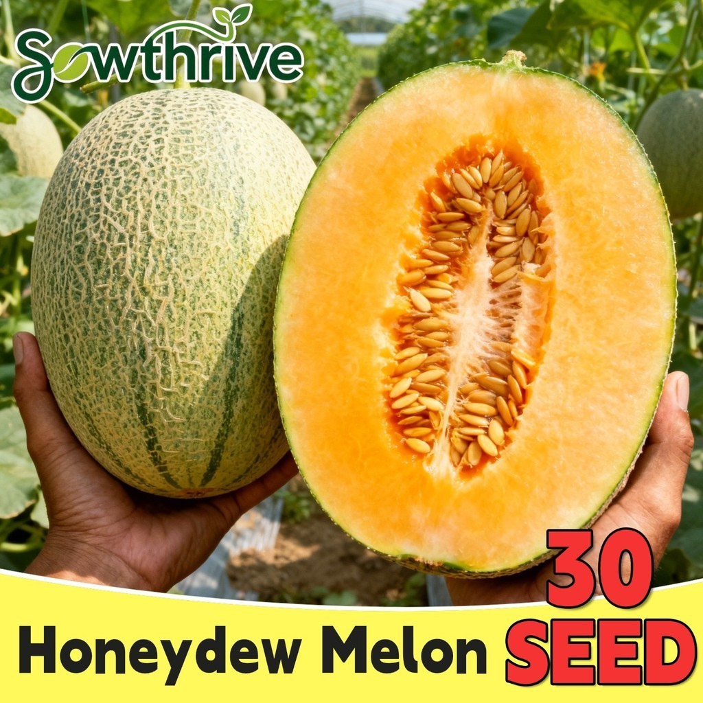 Biji Benih Buah Melon Hami Gua Manis & Renyah Isi 30 Biji | Sweet Hami Melon Seeds Biji Benih Tanama
