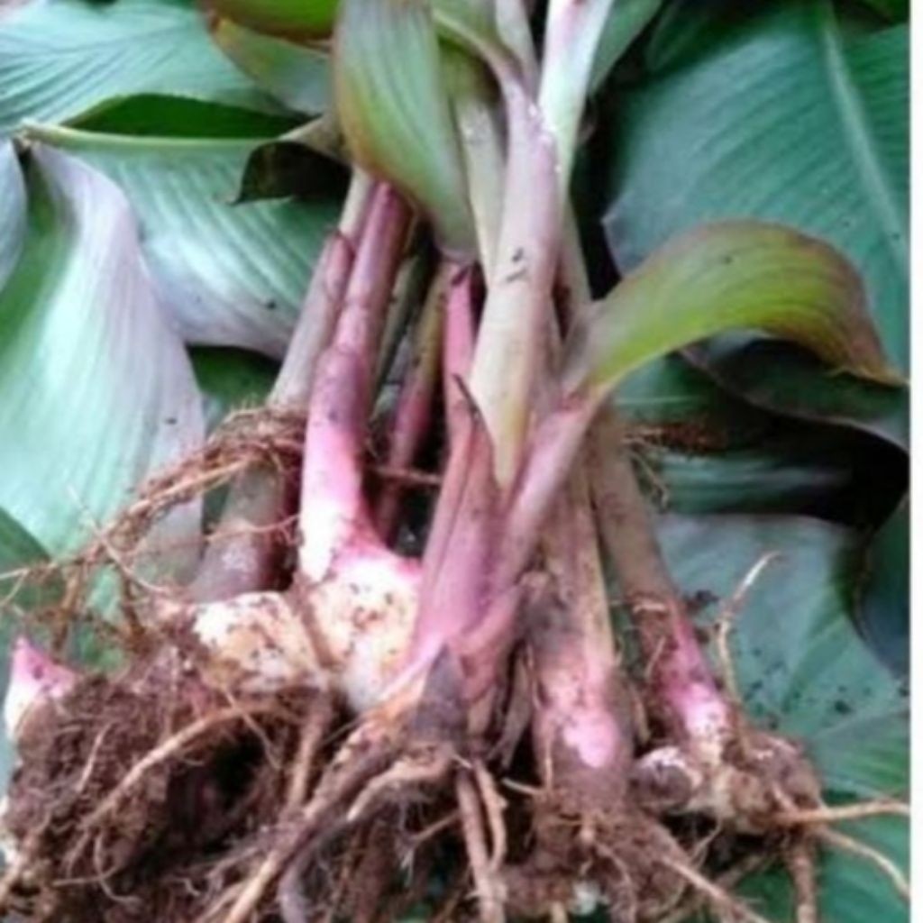 5bibit ganyong bibit ganyong siap tanam ganyong ganyong bibit ganyong -D.T