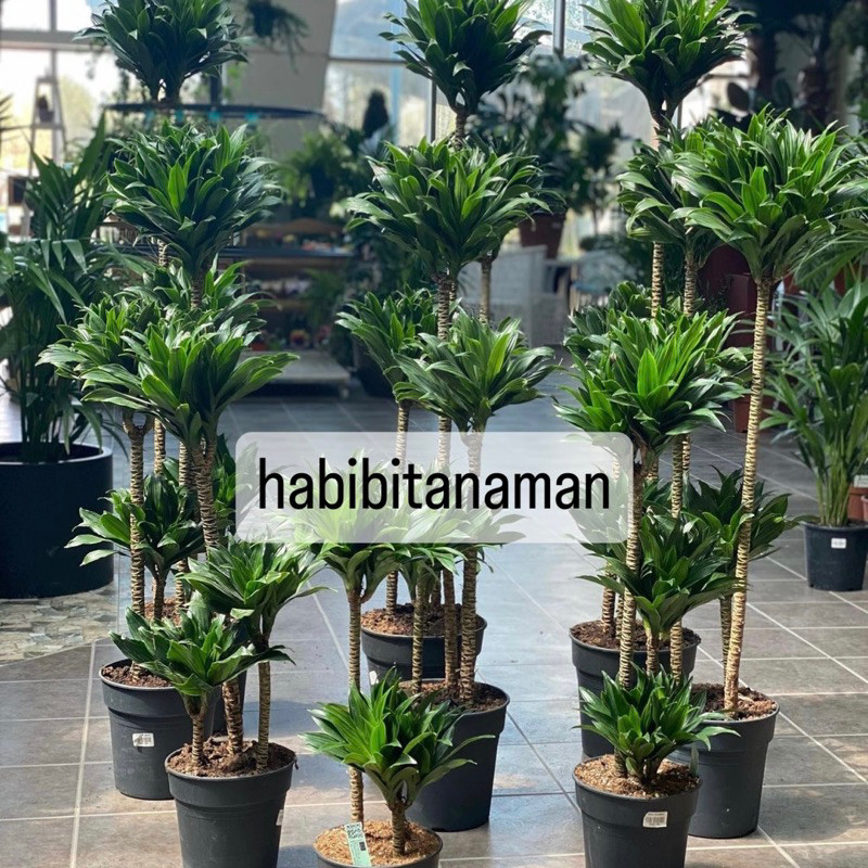 (BISA COD)PAKET 3 Tanaman Hias Dracaena Compacta / Janet Craig