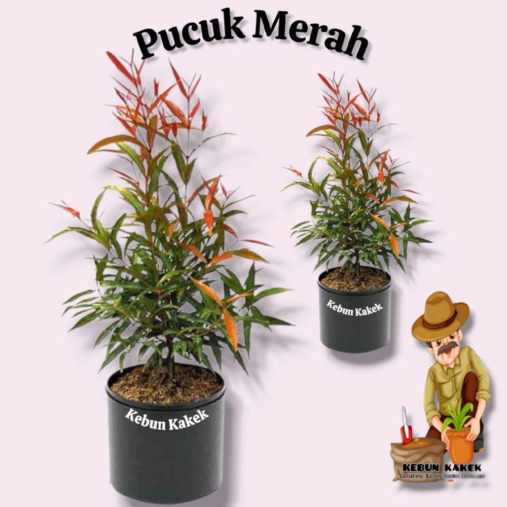 Tanaman Pucuk Merah / Tanaman Hias Hidup Pucuk Merah / Bibit Pohon Pucuk Merah