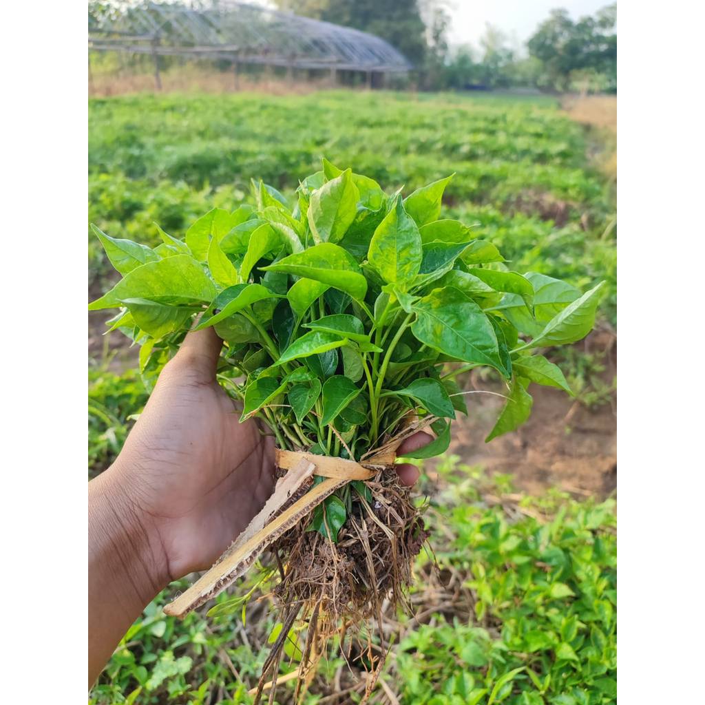 Bibit Cabe Merah Besar Siap Tanam