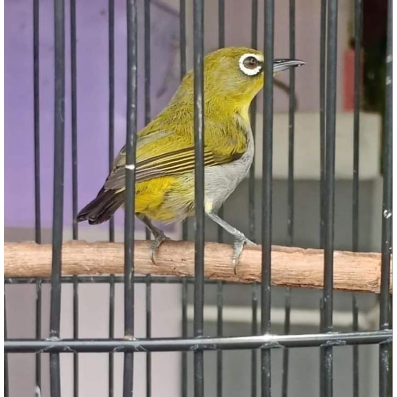 HALHIMAH Pleci bustomi Rawatan mulai Gacor