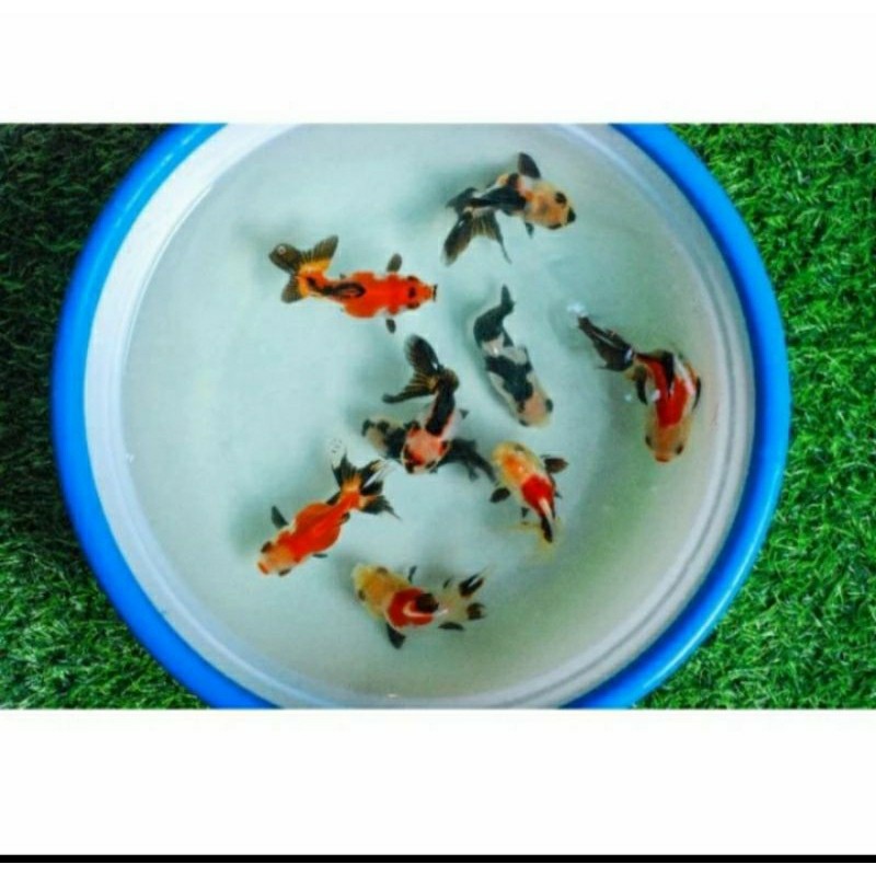 ikan mas koki panda oranda 3 color tricolor fish lucu / ikan mas koky panda / ikan mas koki mutiara 