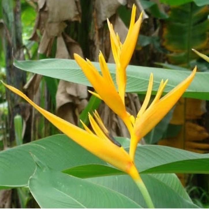 Tanaman Hias Pisang Pisangan Bunga Kuning