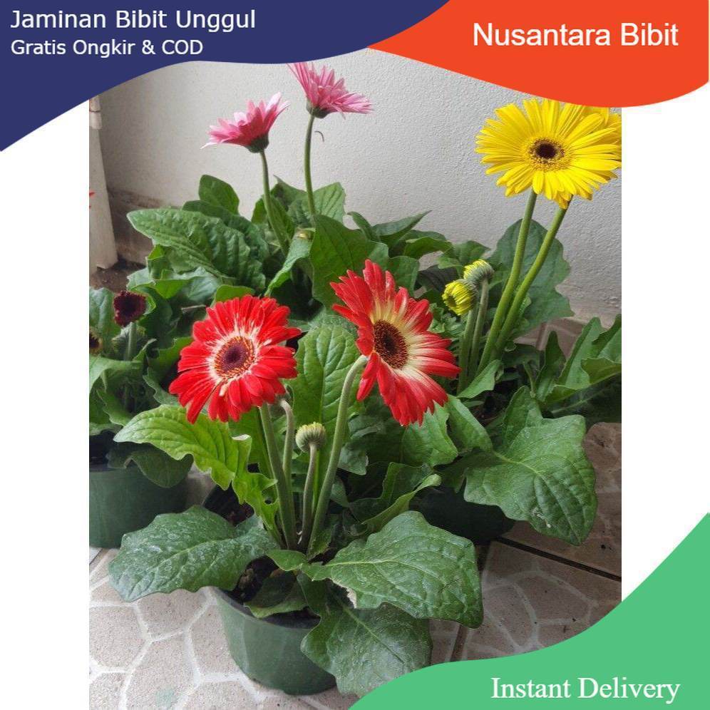 Bunga Herbras /Tanaman Hias