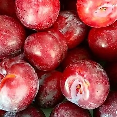 Buah Plum Segar 1Kg
