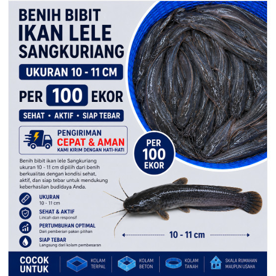 Benih Bibit Ikan Lele Sangkuriang Ukuran 10–11 cm Per 100 Ekor | Bibit Lele Sehat Berkualitas Siap T