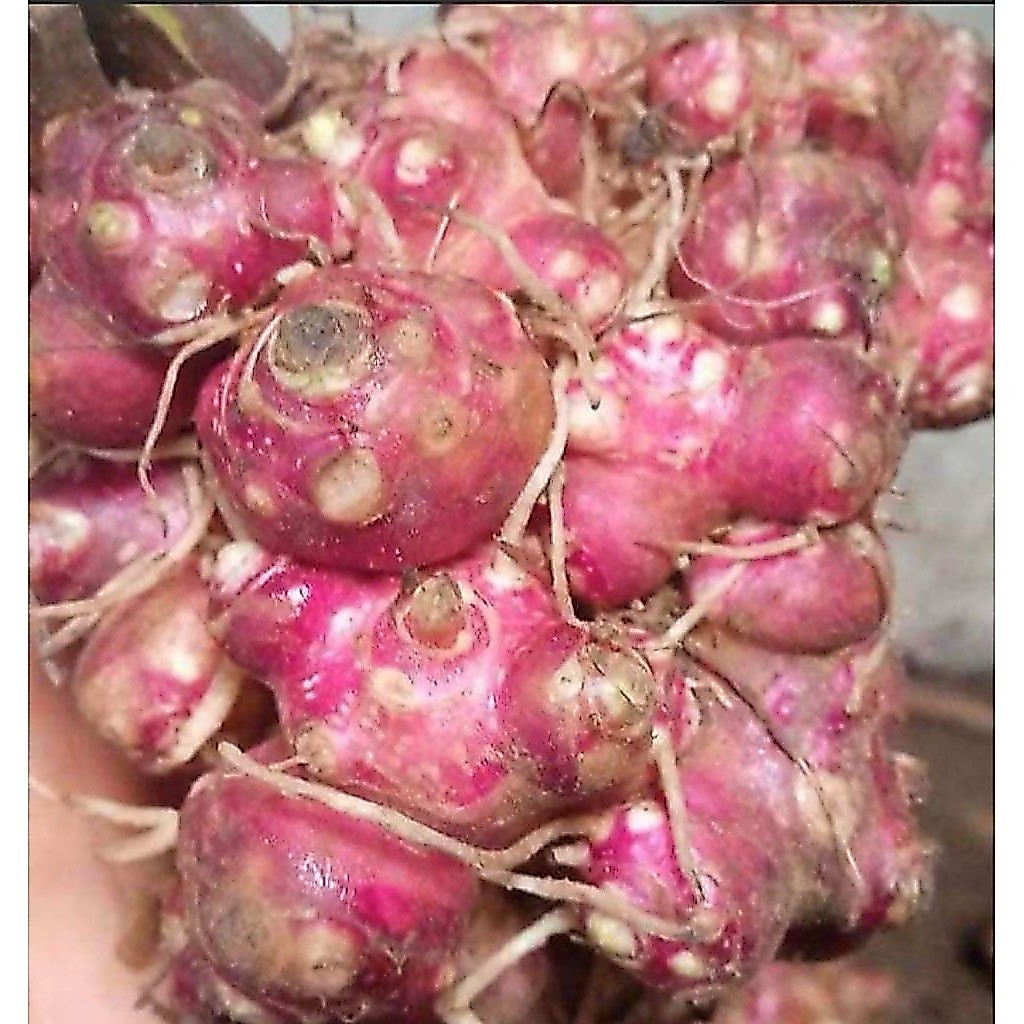 1pcs bibit umbi yacon asli wonosobo