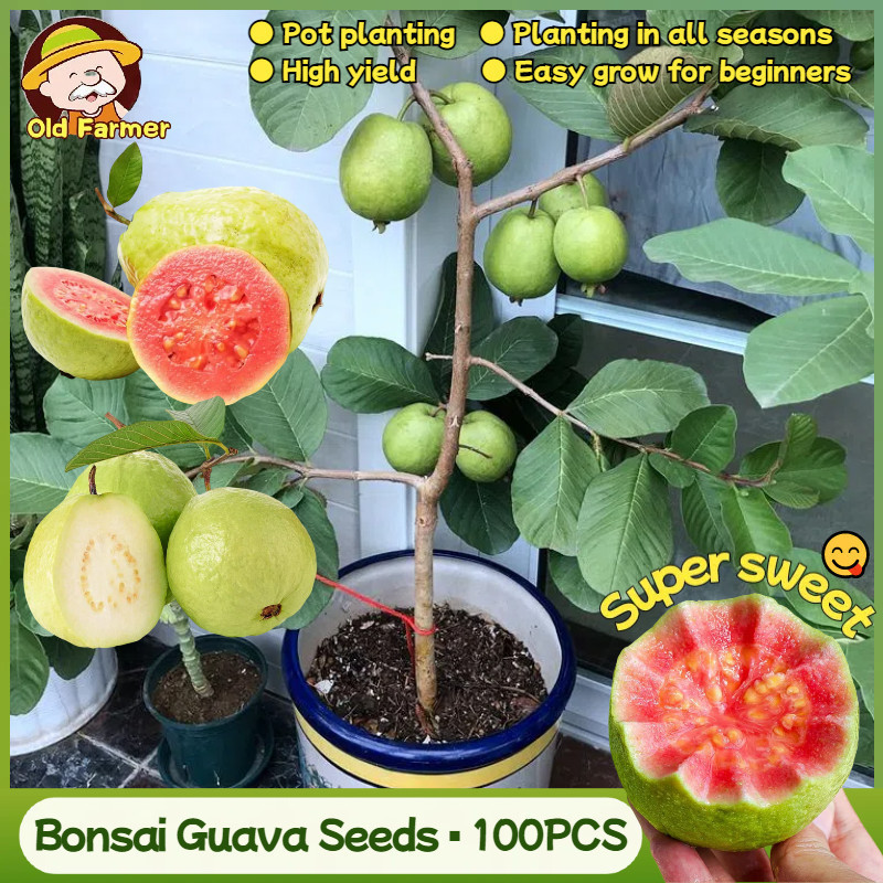 Benih Jambu Biji Bonsai Campuran Asli Untuk Tanam (Biji Segar, 100pcs)Biji Buah Jambu Biji Merah Tai