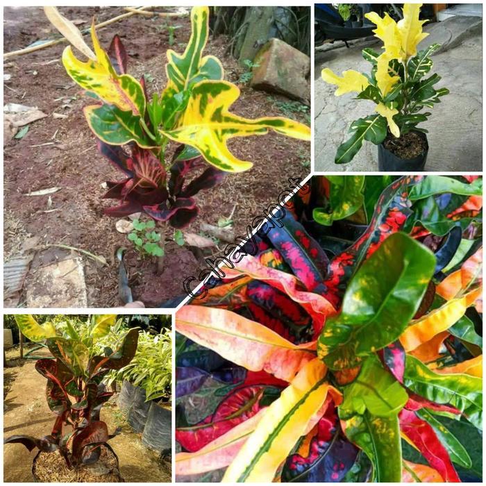 (READY STOK) 4 Jenis tanaman hias puring - pohon koleksi - Pohon Bunga Puring (TERLARIS)