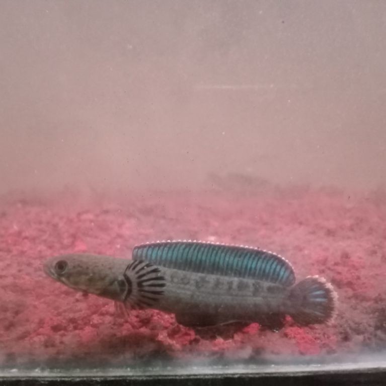 channa andrao 4-6 cm gondrong/ ikan hias chana andrao 6cm Sihat lincah