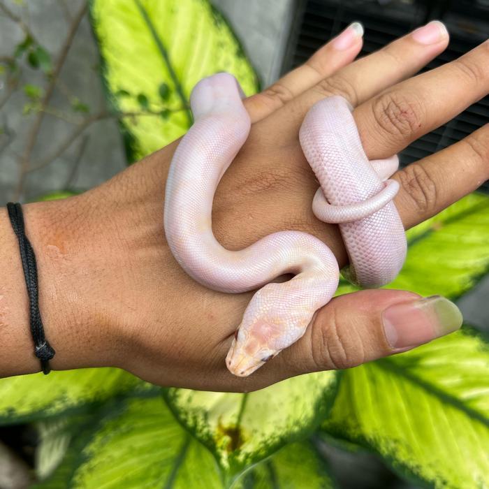 READY  GE Molu granit paternles albino