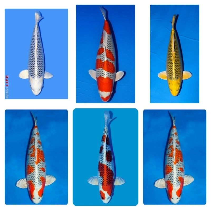 Hobi KOI KUJAKU BERGARANGSI