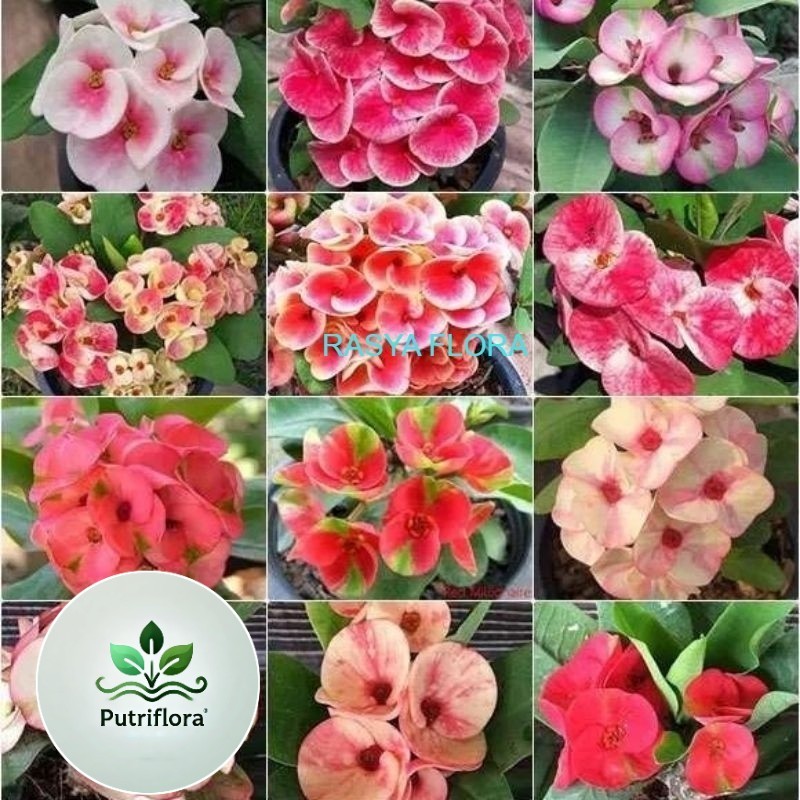 PAKET HEMAT Paket 12 Tanaman Hias Euphorbia - Tanaman hias euphorbia macam macam bunga (PTR-FLORA)