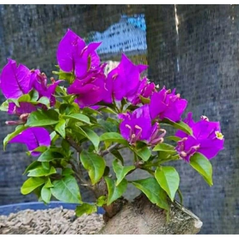 (NEW) Bougenville ekor musang ungu original