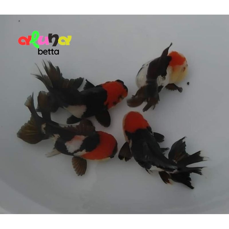 KOKI ORANDA PANDA TANCO TRIKOLOR SZ BABY ( ISI 4 ) 7-9 cm