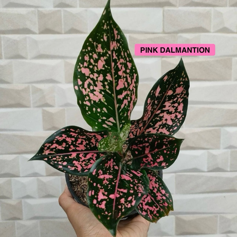 PROMO! ( BISA COD ) Tanaman hias aglonema pink dalmantion - Aglonema pink dalmantion