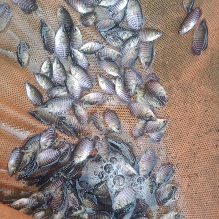 Benih Ikan Gurame size Nguku Ngramu