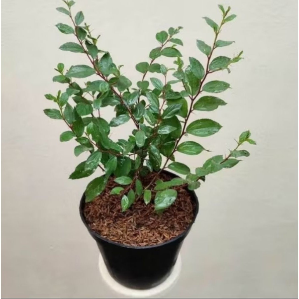 bibit pohon Bidara arab( beli5 gratis 1)