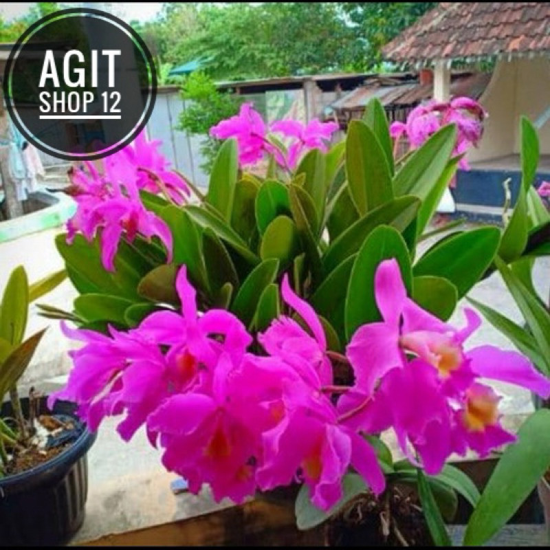 Anggrek cattleya mantini dewasa