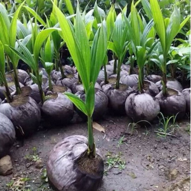 Bibit kelapa hibrida asli bibit kelapa genjah