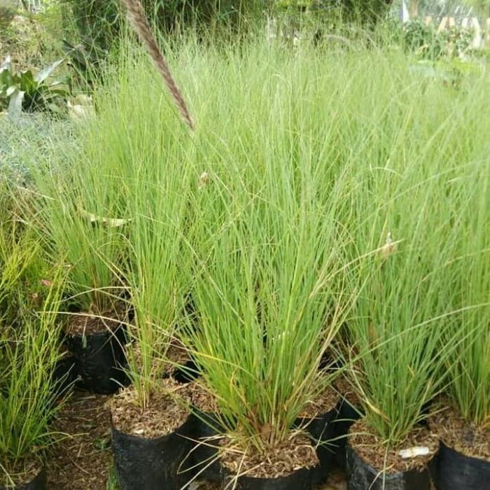 Tanaman Ekor Kuda Pohon Buntut Kuda Alang-alang Buntut Kuda Love Grass