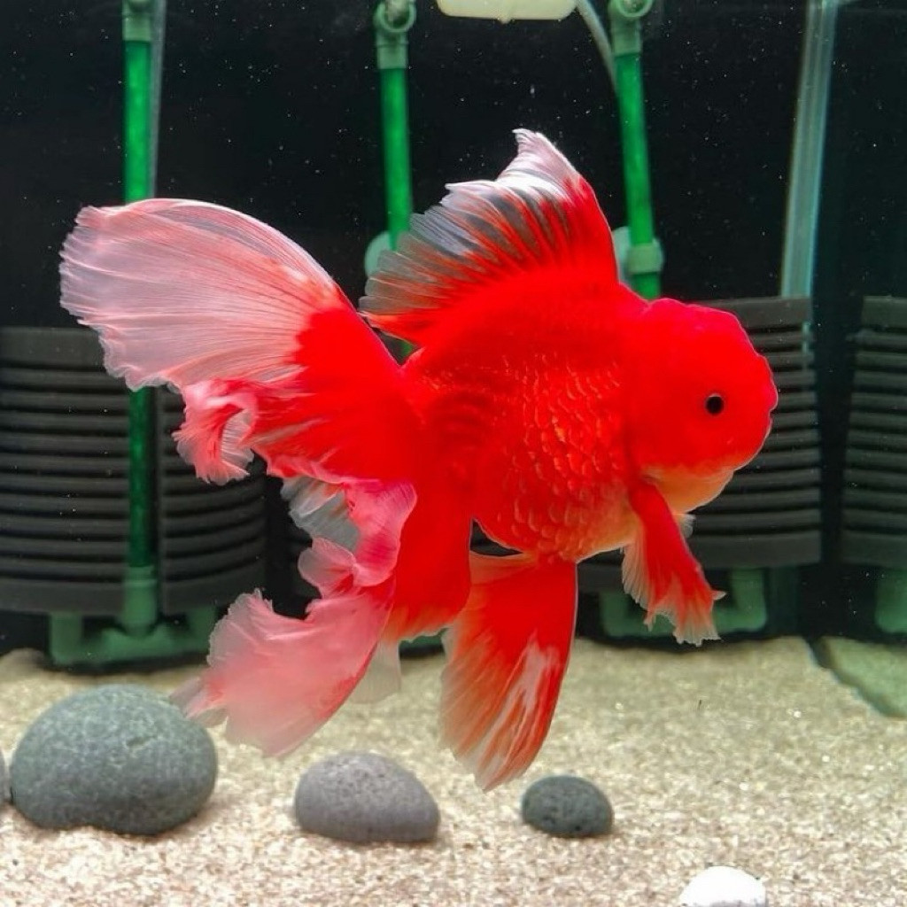 Ready Koki Oranda Red & Black 11-14 cm Super Cantik Warna Strong Size Jumbo Tulungagung an Grade A