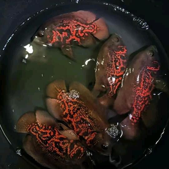 PREMIUM ikan oscar tiger batik black 8-9cm tankmate predator hiasan aquarium berkualitas