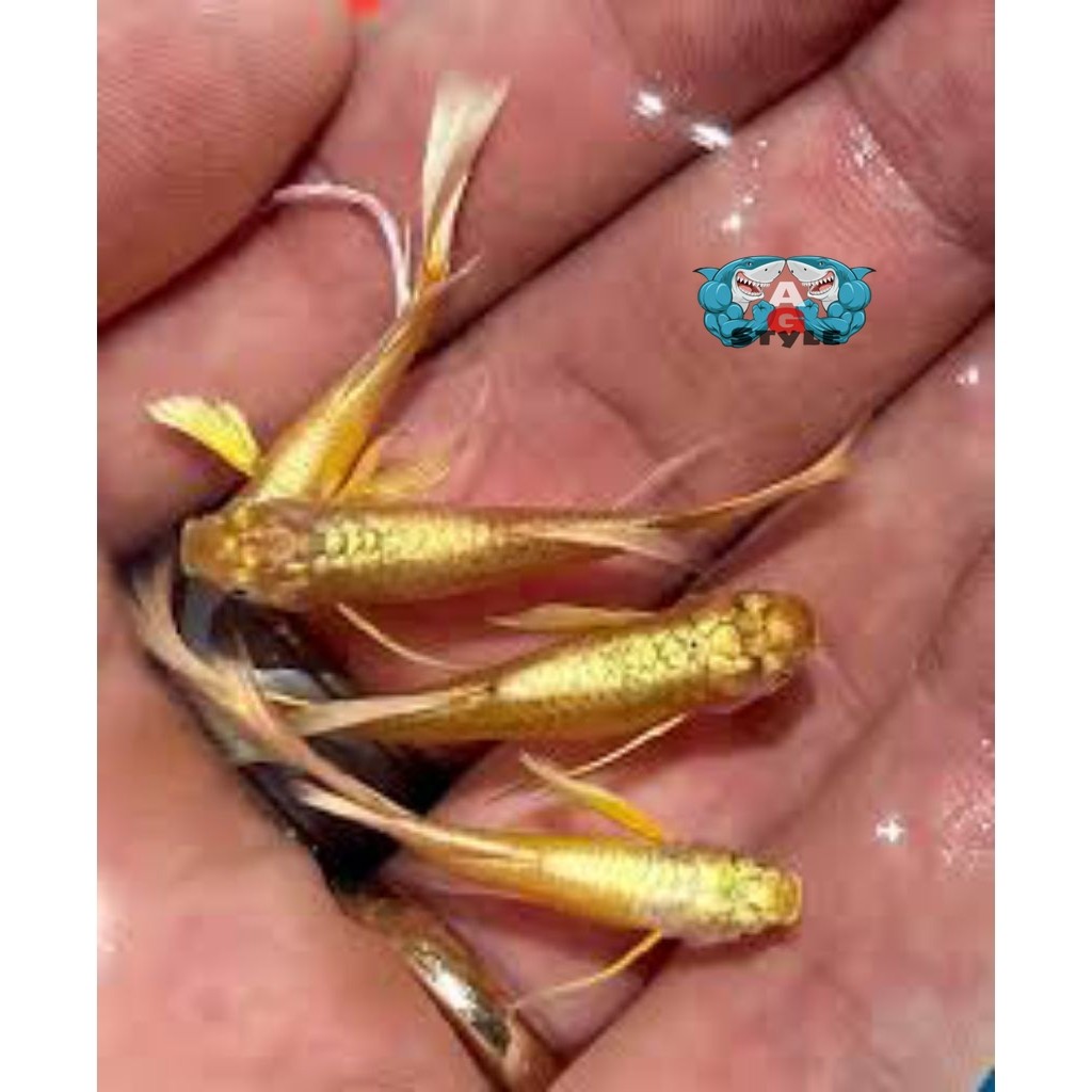 Hiasan Aquarium Ikan Guppy Fullgold Lokal Sepasang Indukan